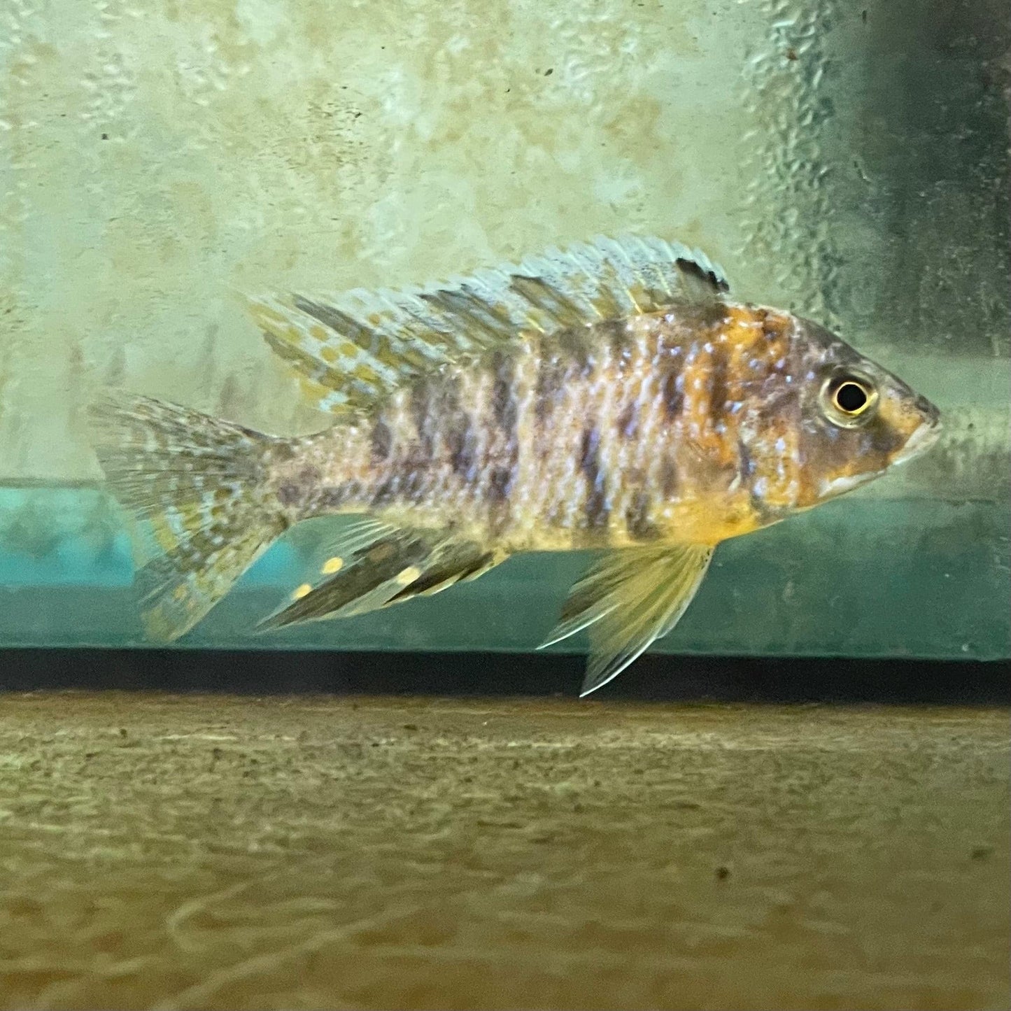 the-fish-farm African Cichlid OB Marbled Peacock Cichlid - African Cichlid Buy OB Peacock Cichlid from The Fish Farm to your door