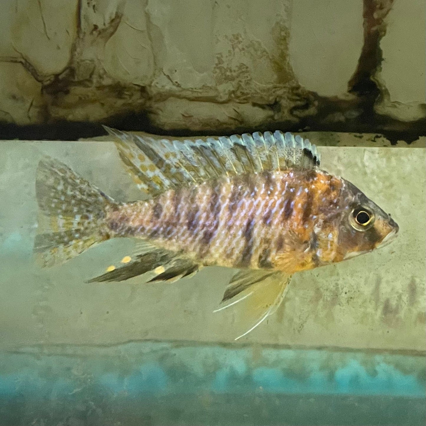 the-fish-farm African Cichlid OB Marbled Peacock Cichlid - African Cichlid Buy OB Peacock Cichlid from The Fish Farm to your door