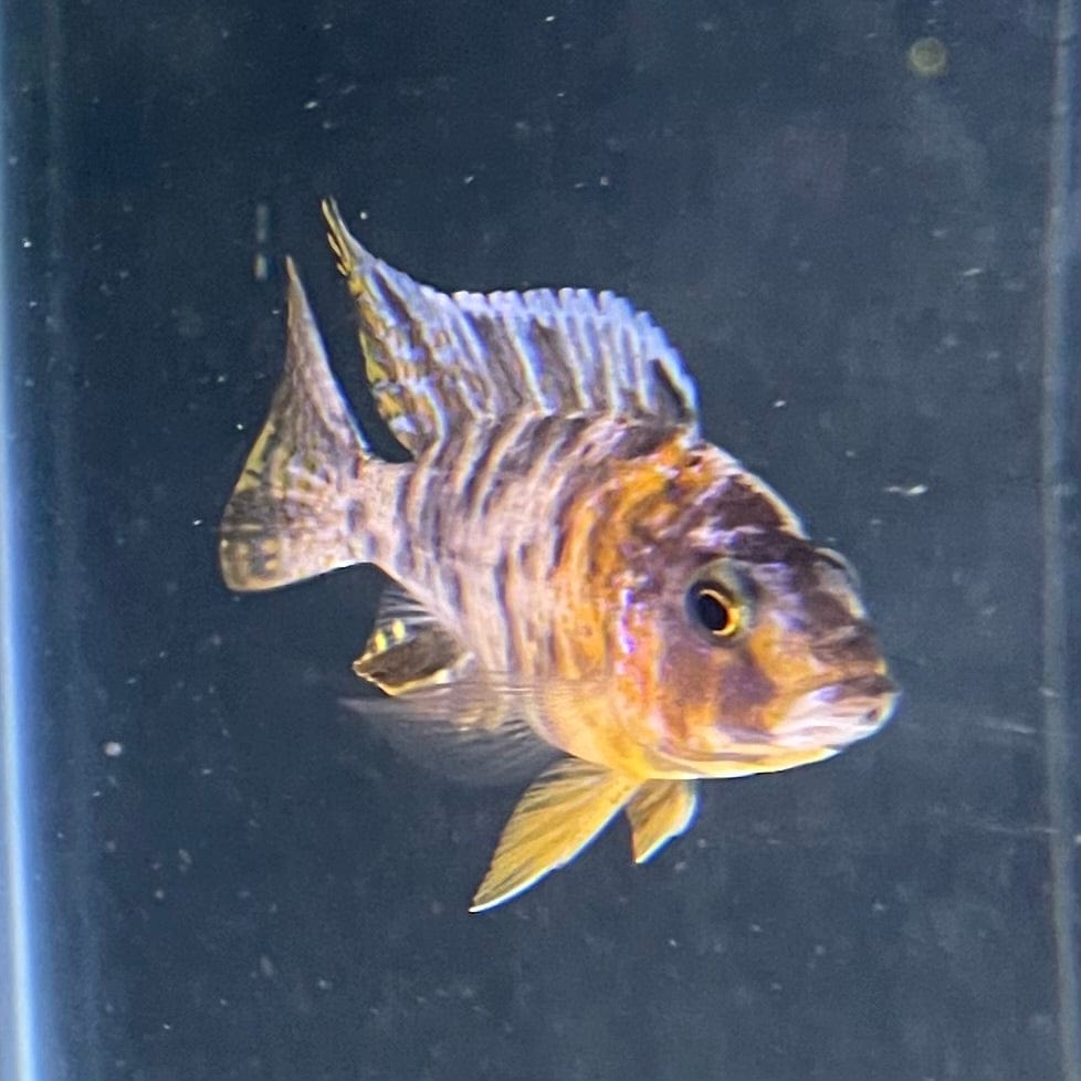 the-fish-farm African Cichlid OB Marbled Peacock Cichlid - African Cichlid Buy OB Peacock Cichlid from The Fish Farm to your door
