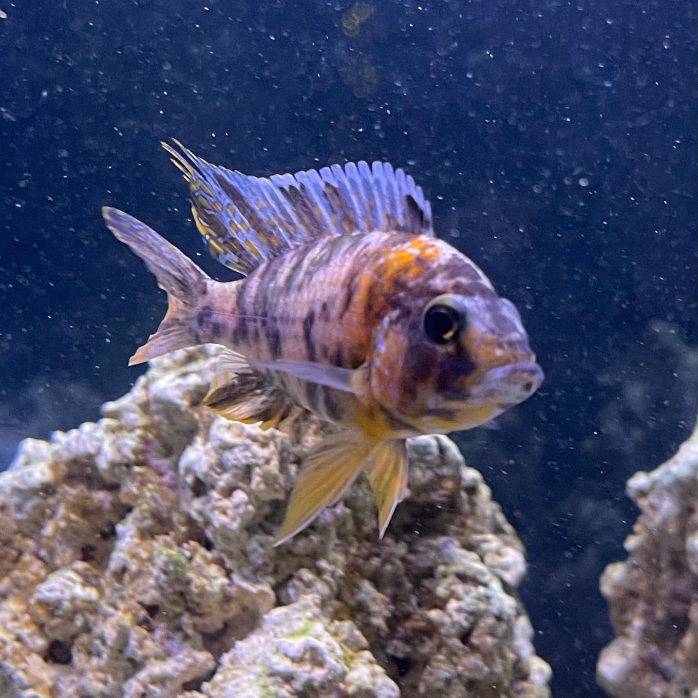 the-fish-farm African Cichlid OB Marbled Peacock Cichlid - African Cichlid Buy OB Peacock Cichlid from The Fish Farm to your door