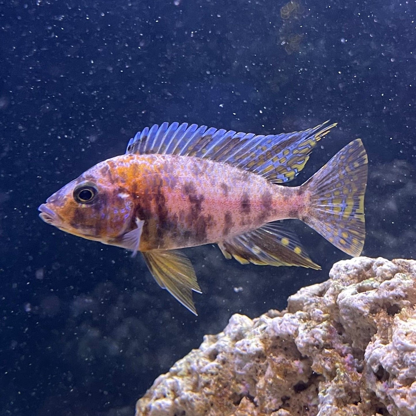 the-fish-farm African Cichlid OB Marbled Peacock Cichlid - African Cichlid Buy OB Peacock Cichlid from The Fish Farm to your door