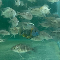 the-fish-farm African Cichlid Peacock Cichlid - Eureka Red - African Cichlid Peacock Cichlid Eureka Red - The Fish Farm
