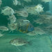 the-fish-farm African Cichlid Peacock Cichlid - Eureka Red - African Cichlid Peacock Cichlid Eureka Red - The Fish Farm