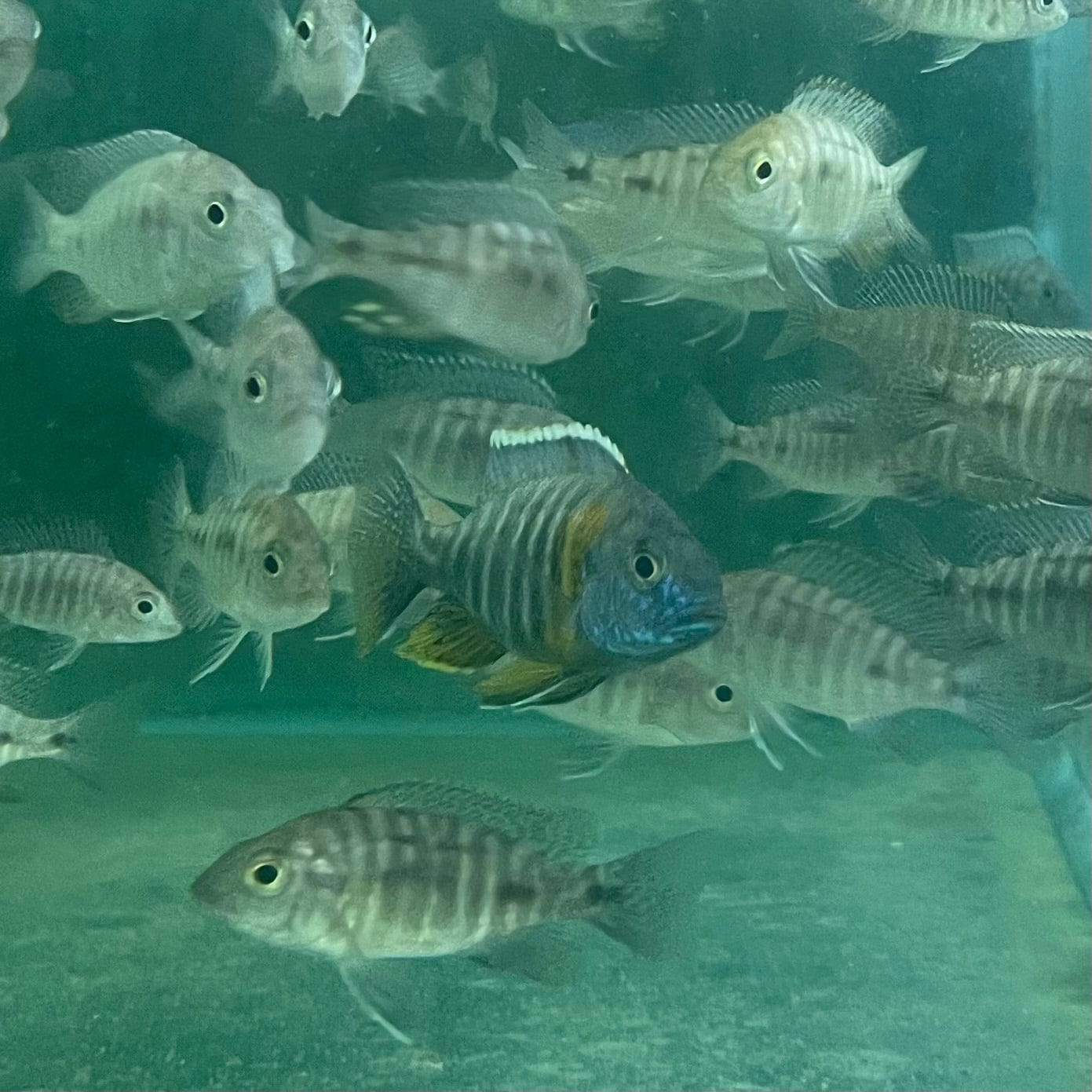 the-fish-farm African Cichlid Peacock Cichlid - Eureka Red - African Cichlid Peacock Cichlid Eureka Red - The Fish Farm