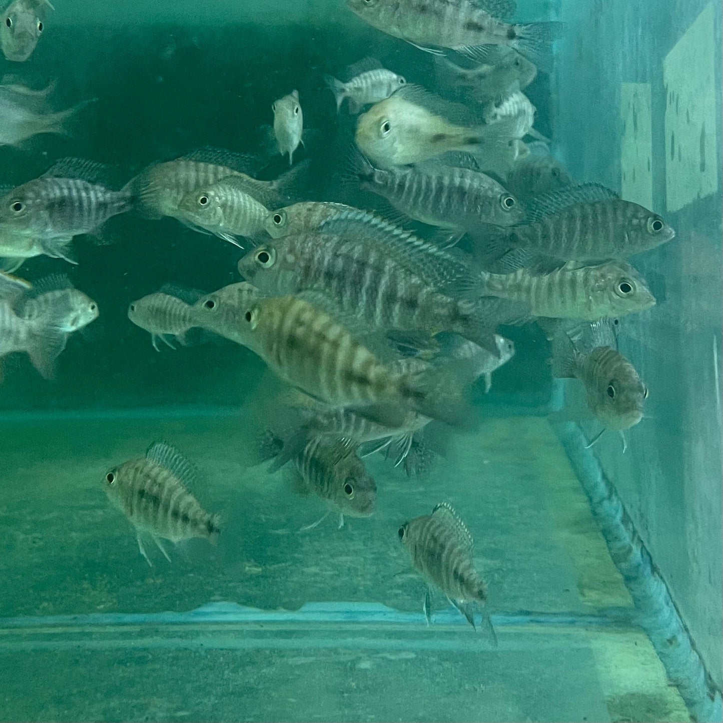 the-fish-farm African Cichlid Peacock Cichlid - Eureka Red - African Cichlid Peacock Cichlid Eureka Red - The Fish Farm