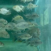 the-fish-farm African Cichlid Peacock Cichlid - Eureka Red - African Cichlid Peacock Cichlid Eureka Red - The Fish Farm