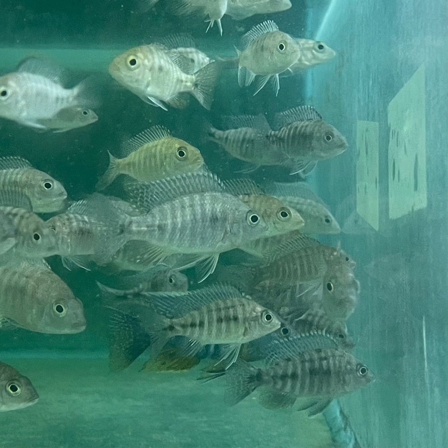 the-fish-farm African Cichlid Peacock Cichlid - Eureka Red - African Cichlid Peacock Cichlid Eureka Red - The Fish Farm