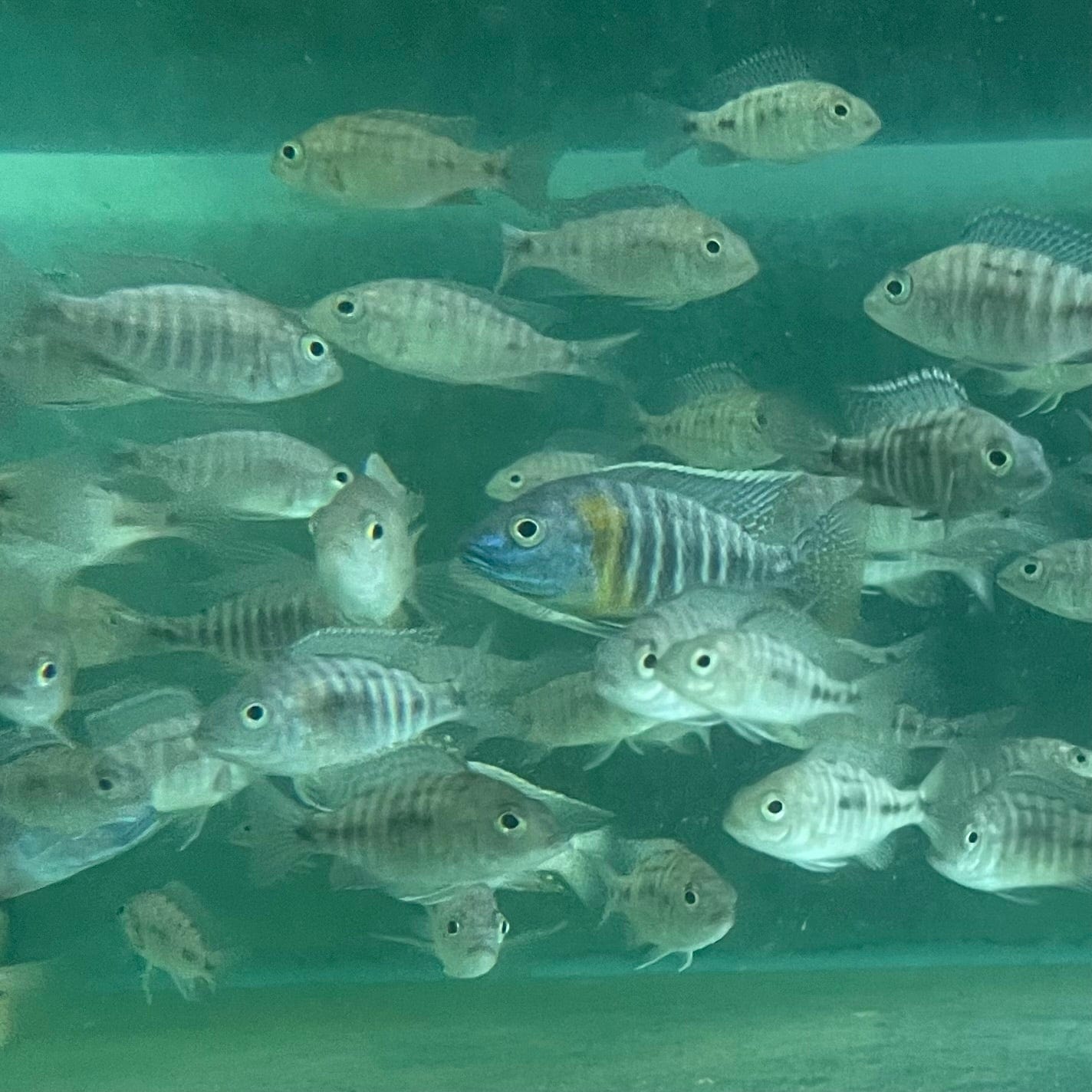 the-fish-farm African Cichlid Peacock Cichlid - Eureka Red - African Cichlid Peacock Cichlid Eureka Red - The Fish Farm