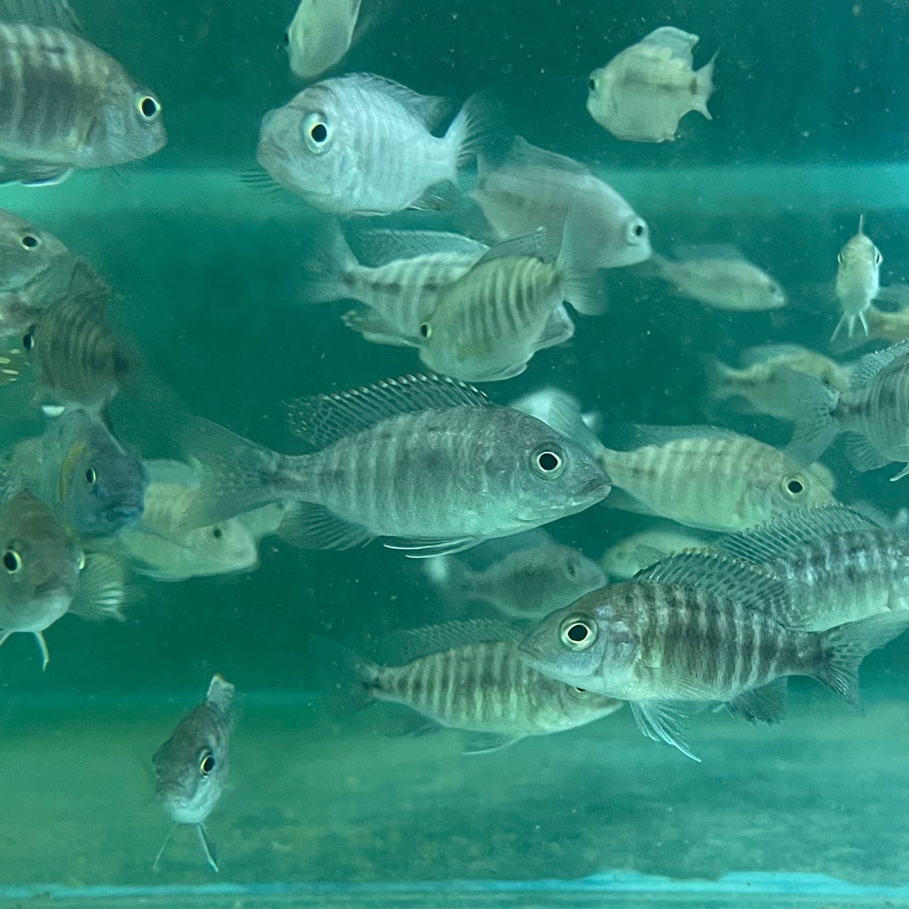 the-fish-farm African Cichlid Peacock Cichlid - Eureka Red - African Cichlid Peacock Cichlid Eureka Red - The Fish Farm