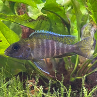 the-fish-farm African Cichlid Peacock Cichlid - Eureka Red - African Cichlid Peacock Cichlid Eureka Red - The Fish Farm