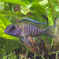 the-fish-farm African Cichlid Peacock Cichlid - Eureka Red - African Cichlid Peacock Cichlid Eureka Red - The Fish Farm