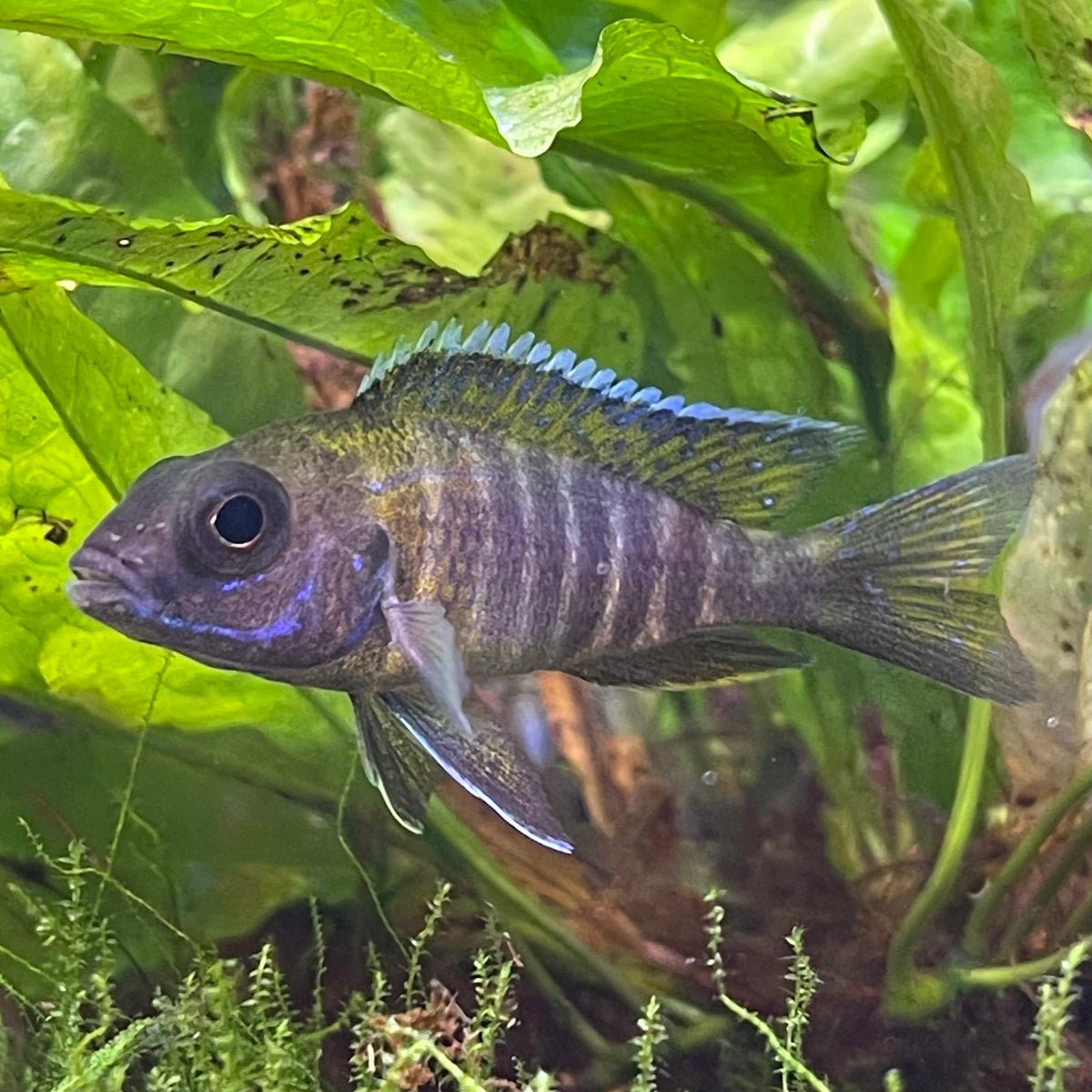the-fish-farm African Cichlid Peacock Cichlid - Eureka Red - African Cichlid Peacock Cichlid Eureka Red - The Fish Farm