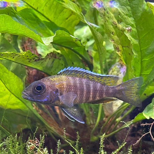 the-fish-farm African Cichlid Peacock Cichlid - Eureka Red - African Cichlid Peacock Cichlid Eureka Red - The Fish Farm