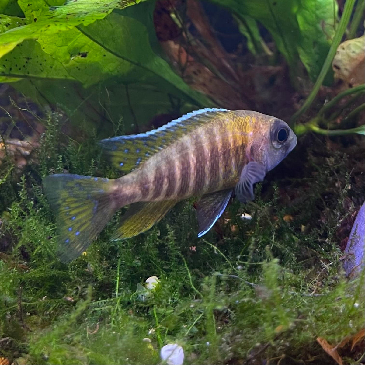 the-fish-farm African Cichlid Peacock Cichlid - Eureka Red - African Cichlid Peacock Cichlid Eureka Red - The Fish Farm