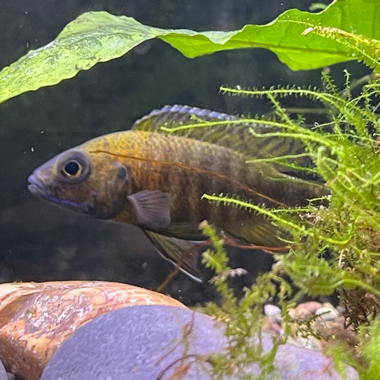 the-fish-farm African Cichlid Peacock Cichlid - Rubin Red - African Cichlid 4-6cm Peacock Cichlid Eureka Red - The Fish Farm