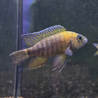 the-fish-farm African Cichlid Peacock Cichlid - Rubin Red - African Cichlid 4-6cm Peacock Cichlid Eureka Red - The Fish Farm