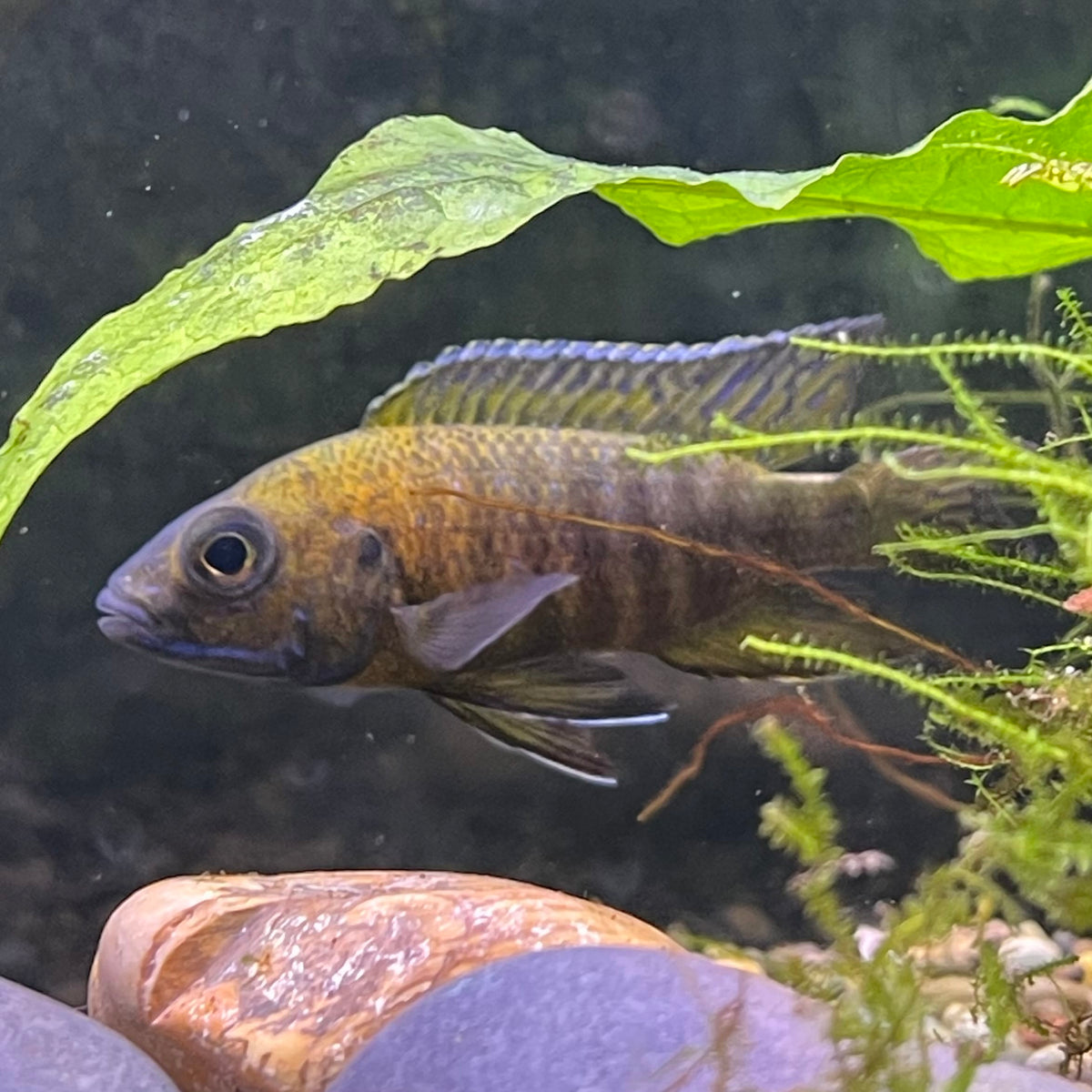 the-fish-farm African Cichlid Peacock Cichlid - Rubin Red - African Cichlid 4-6cm Peacock Cichlid Eureka Red - The Fish Farm