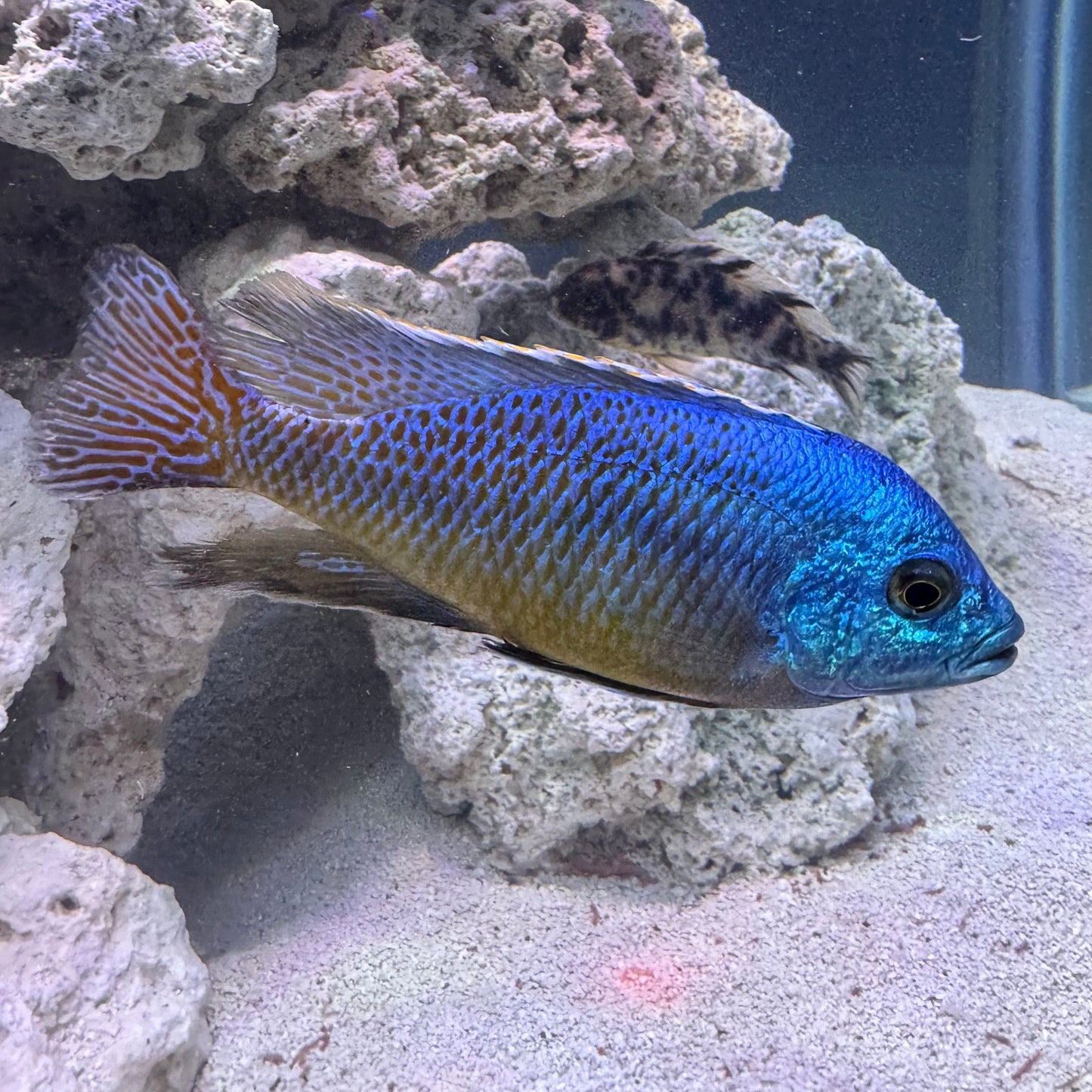 the-fish-farm African Cichlid Red Empress African Cichlid Red Empress African Cichlid - The Fish Farm