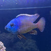 the-fish-farm African Cichlid Red Empress African Cichlid Red Empress African Cichlid - The Fish Farm