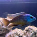 the-fish-farm African Cichlid Red Empress African Cichlid Red Empress African Cichlid - The Fish Farm