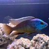 the-fish-farm African Cichlid Red Empress African Cichlid Red Empress African Cichlid - The Fish Farm