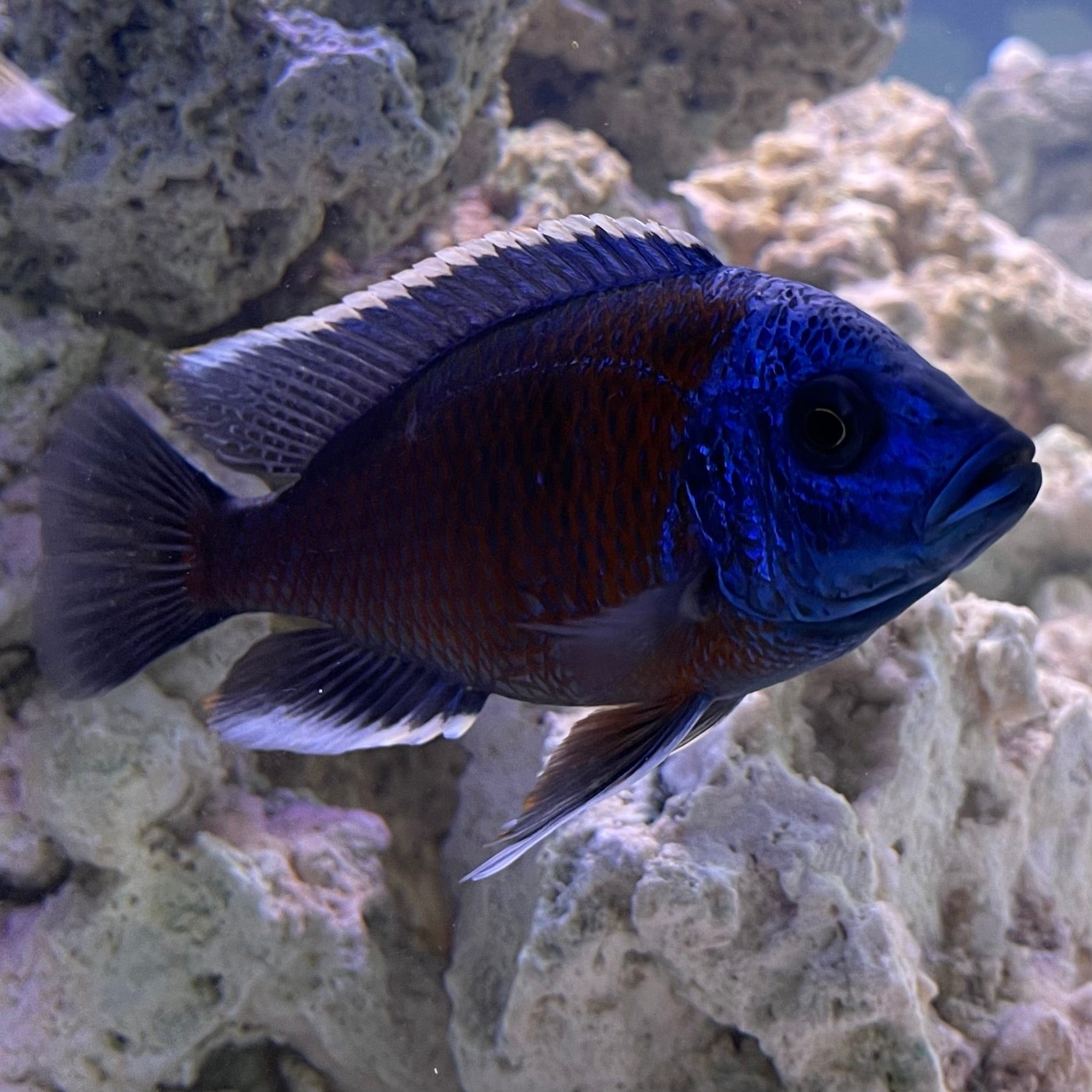 Red Fin Kadango African Cichlid - The Fish Farm