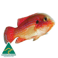 the-fish-farm African Cichlid Red Forest Jewel African Cichild Red Forest Jewel Cichlid - The Fish Farm