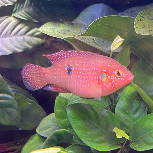 the-fish-farm African Cichlid Red Forest Jewel African Cichild Red Forest Jewel Cichlid - The Fish Farm