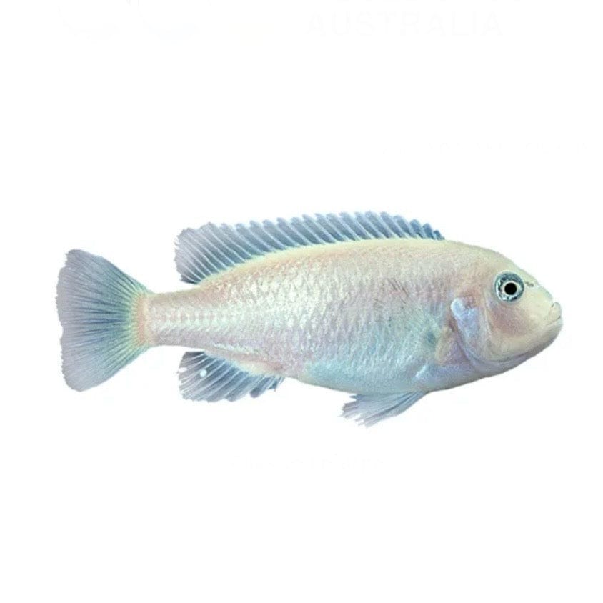 the-fish-farm African Cichlid Snow White African Cichlid Snow White African Cichlids - The Fish Farm