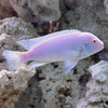 the-fish-farm African Cichlid Snow White African Cichlid Snow White African Cichlids - The Fish Farm