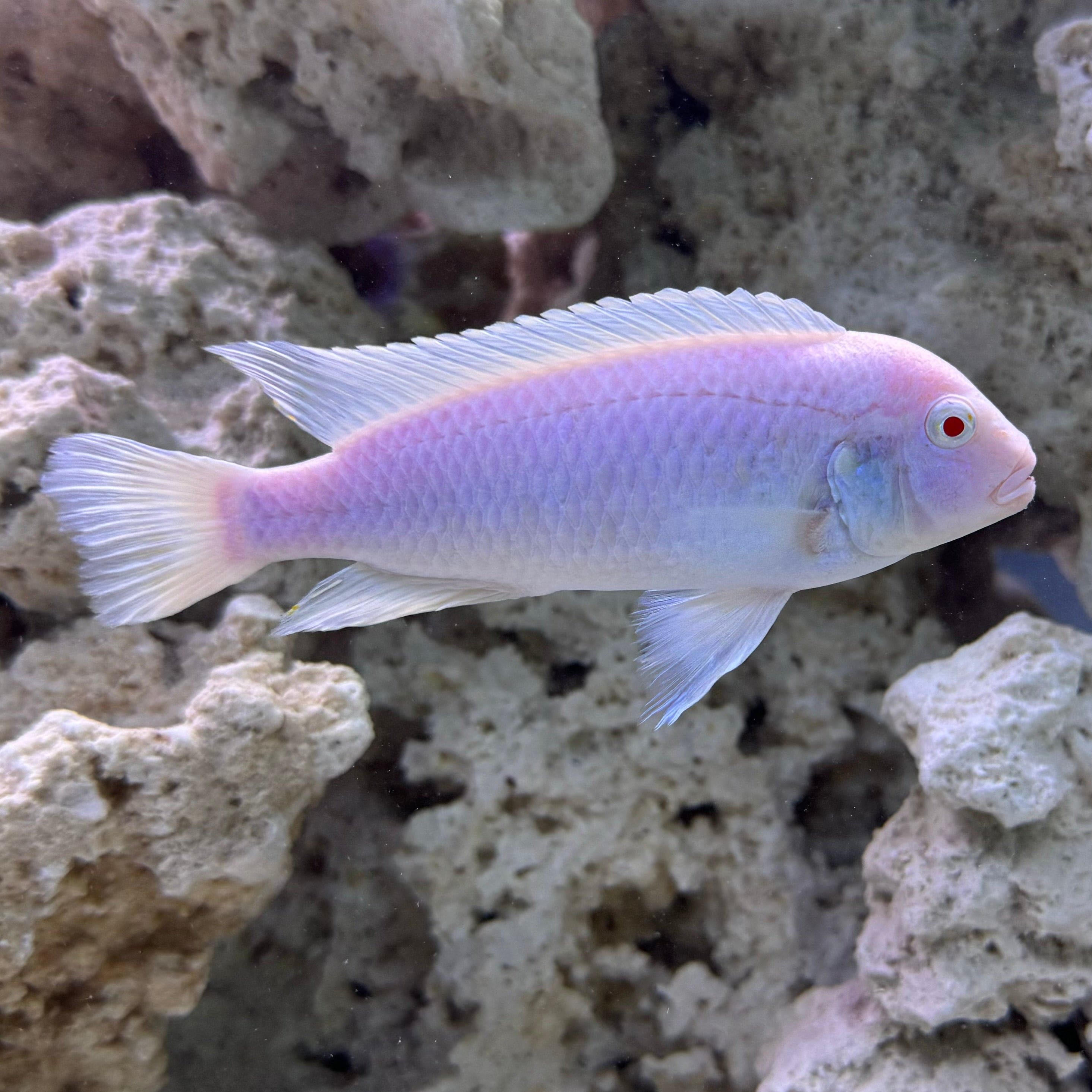 the-fish-farm African Cichlid Snow White African Cichlid Snow White African Cichlids - The Fish Farm