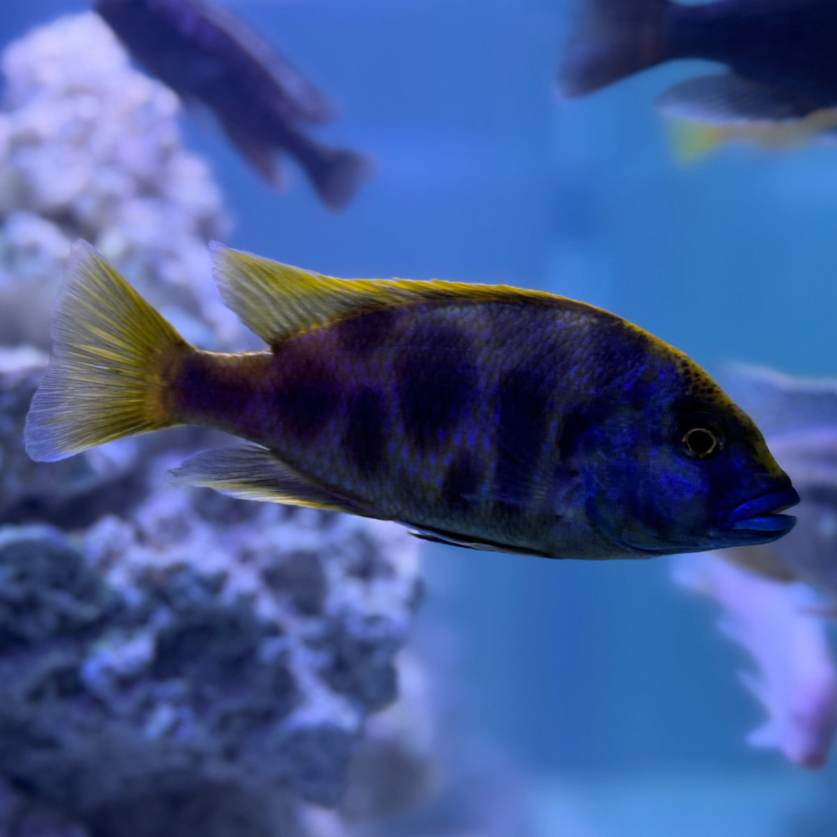 Venustus Cichlid - The Fish Farm