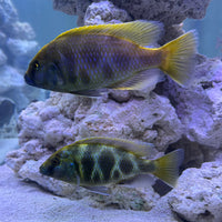 the-fish-farm African Cichlid Venustus African Cichlid Venustus Cichlid  - The Fish Farm