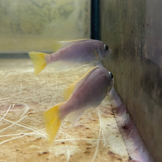 the-fish-farm African Cichlid Yellow Tail Acei African Cichlid Buy Yellow Tail Acei African Cichlid from The Fish Farm Australia