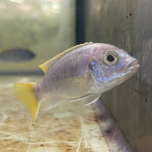the-fish-farm African Cichlid Yellow Tail Acei African Cichlid Buy Yellow Tail Acei African Cichlid from The Fish Farm Australia