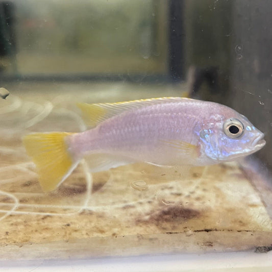the-fish-farm African Cichlid Yellow Tail Acei African Cichlid Buy Yellow Tail Acei African Cichlid from The Fish Farm Australia
