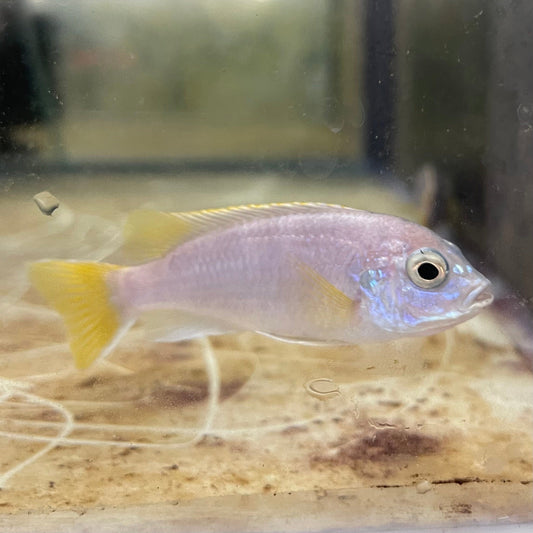 the-fish-farm African Cichlid Yellow Tail Acei African Cichlid Buy Yellow Tail Acei African Cichlid from The Fish Farm Australia
