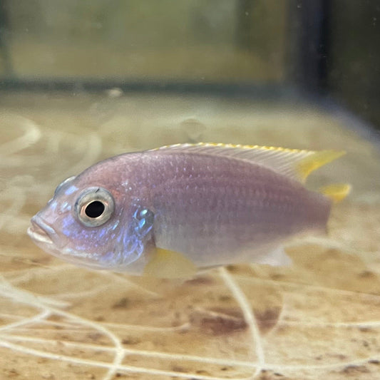 the-fish-farm African Cichlid Yellow Tail Acei African Cichlid Buy Yellow Tail Acei African Cichlid from The Fish Farm Australia