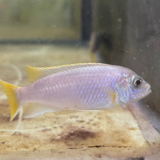 the-fish-farm African Cichlid Yellow Tail Acei African Cichlid Buy Yellow Tail Acei African Cichlid from The Fish Farm Australia