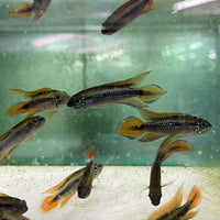 the-fish-farm American Cichlid 3.5cm Apistogramma Agassizii - Double Red American Cichlid Apistogramma Agassizii Double Red American Cichlid  - The Fish Farm