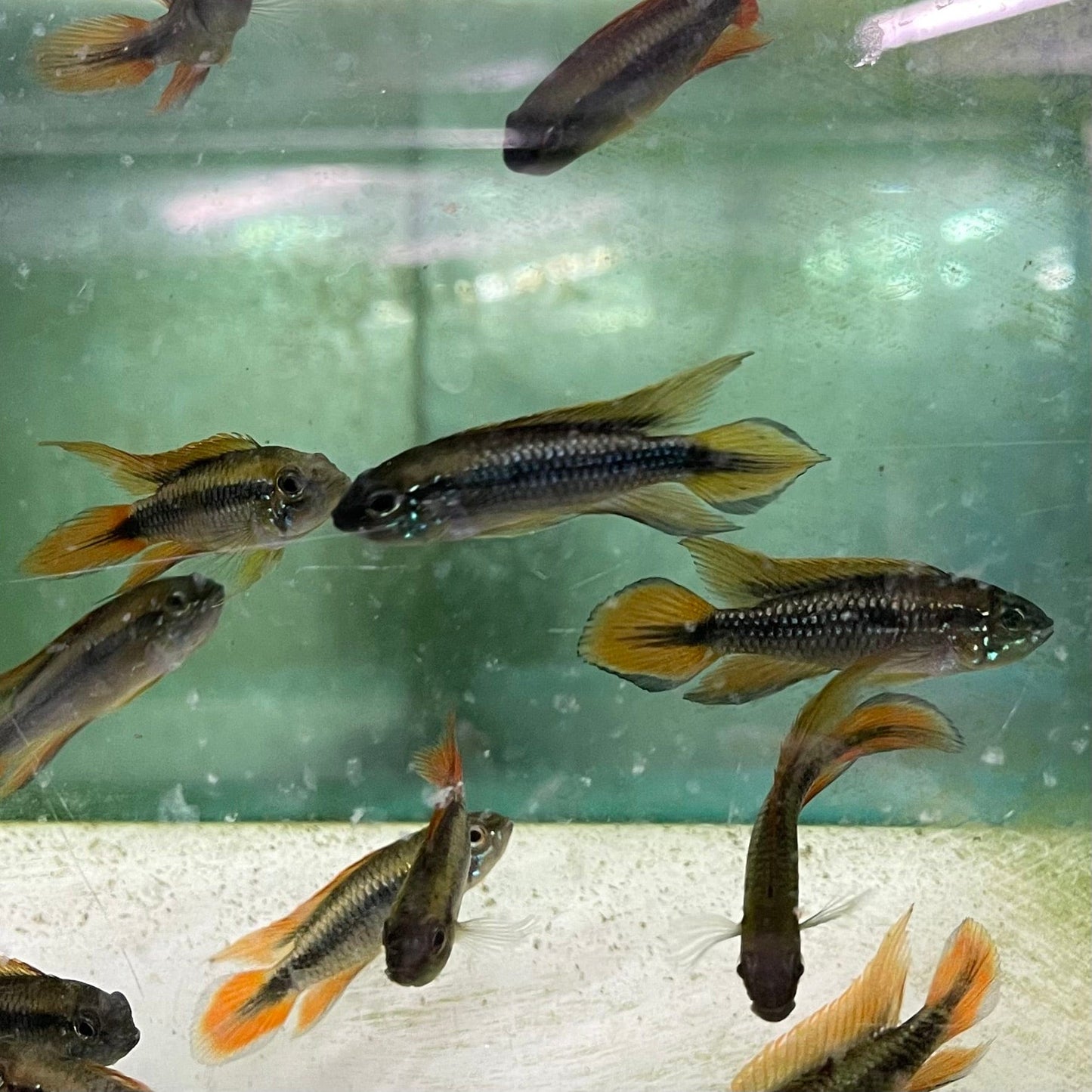 the-fish-farm American Cichlid 3.5cm Apistogramma Agassizii - Double Red American Cichlid Apistogramma Agassizii Double Red American Cichlid  - The Fish Farm