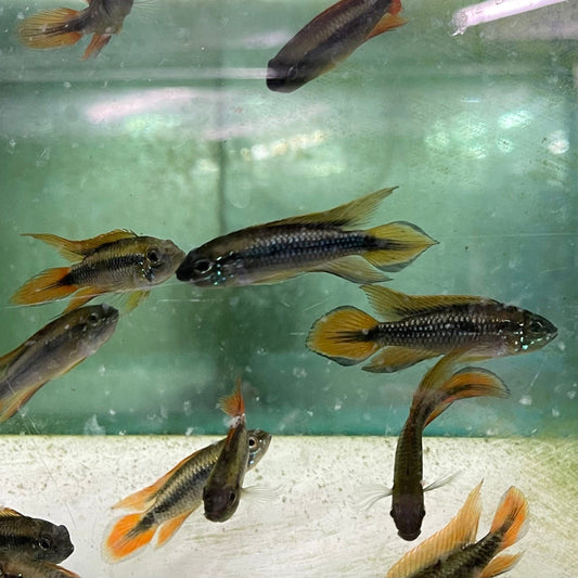 the-fish-farm American Cichlid 3.5cm Apistogramma Agassizii - Double Red American Cichlid Apistogramma Agassizii Double Red American Cichlid  - The Fish Farm
