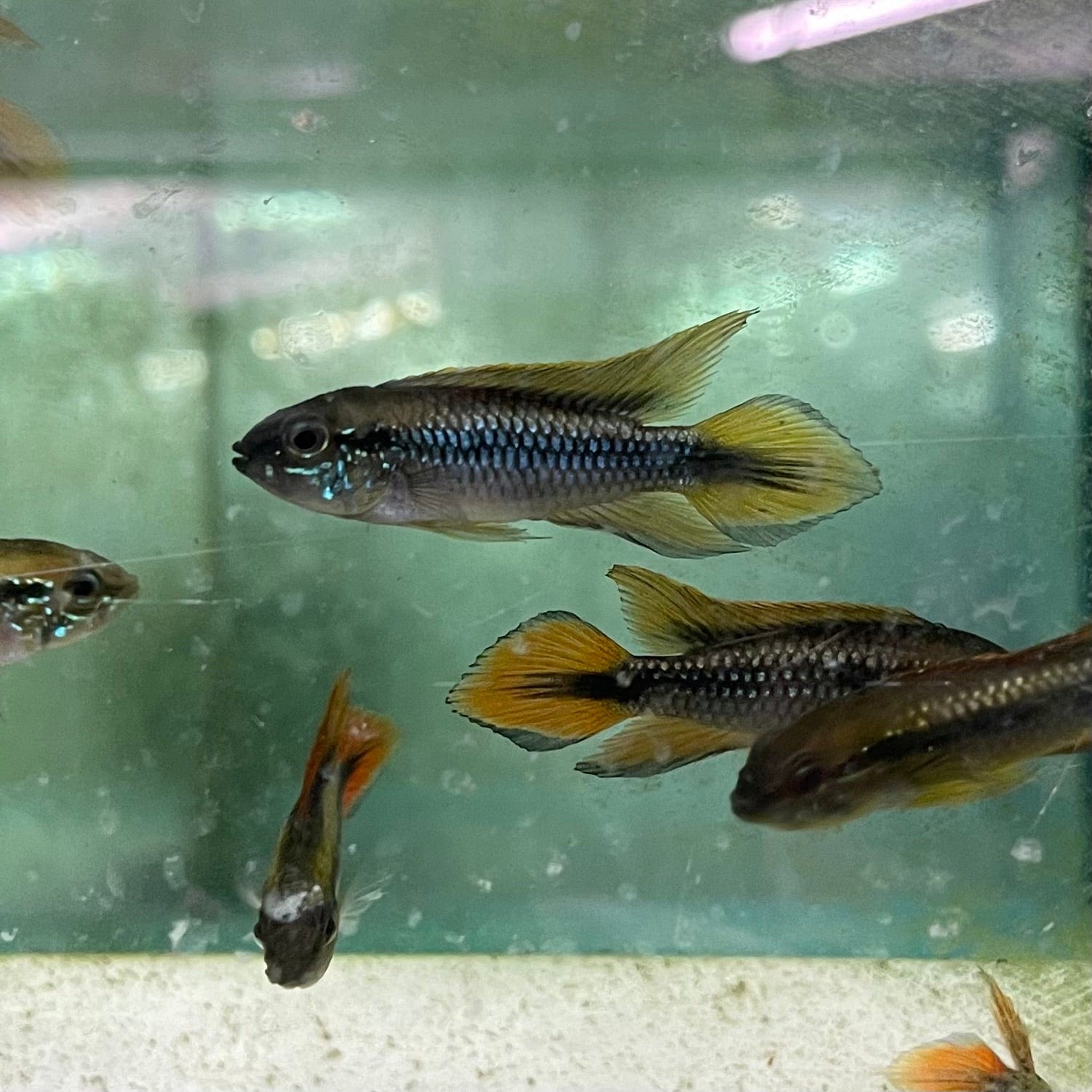 the-fish-farm American Cichlid 3.5cm Apistogramma Agassizii - Double Red American Cichlid Apistogramma Agassizii Double Red American Cichlid  - The Fish Farm