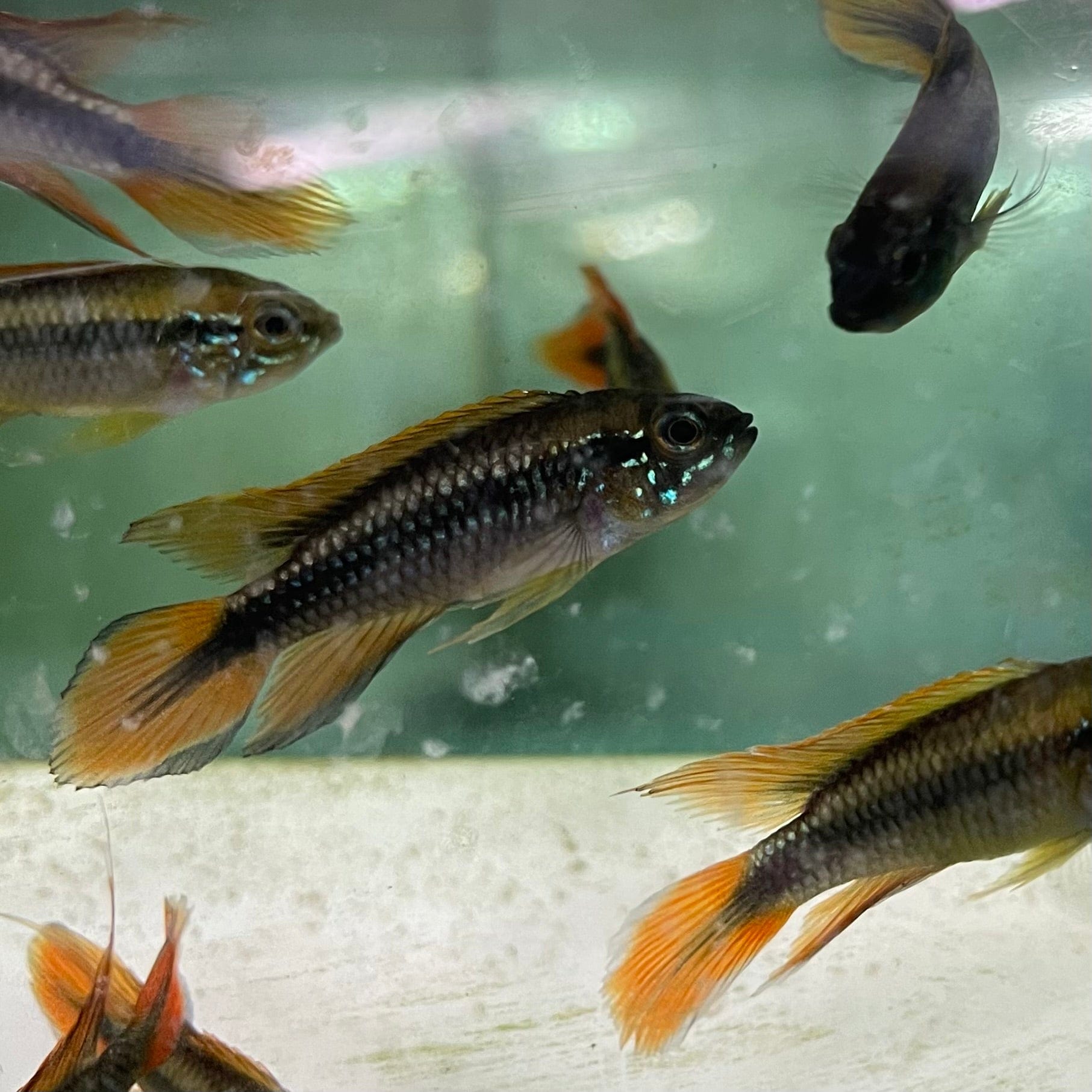 the-fish-farm American Cichlid 3.5cm Apistogramma Agassizii - Double Red American Cichlid Apistogramma Agassizii Double Red American Cichlid  - The Fish Farm