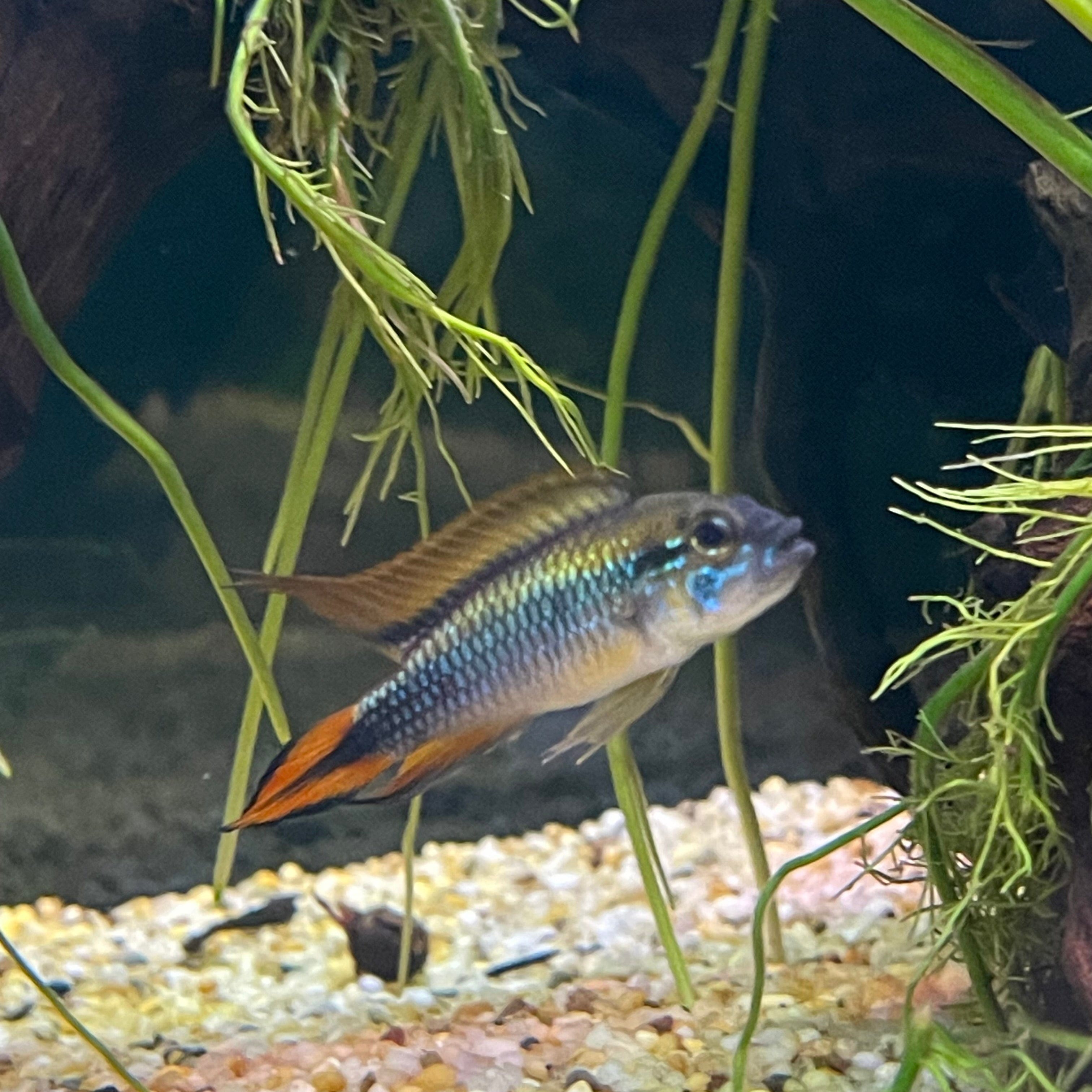 the-fish-farm American Cichlid Apistogramma Agassizii - Double Red American Cichlid 3-4cm Apistogramma Agassizii Double Red American Cichlid  - The Fish Farm