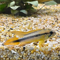 the-fish-farm American Cichlid Apistogramma Agassizii - Double Red American Cichlid 3-4cm Apistogramma Agassizii Double Red American Cichlid  - The Fish Farm