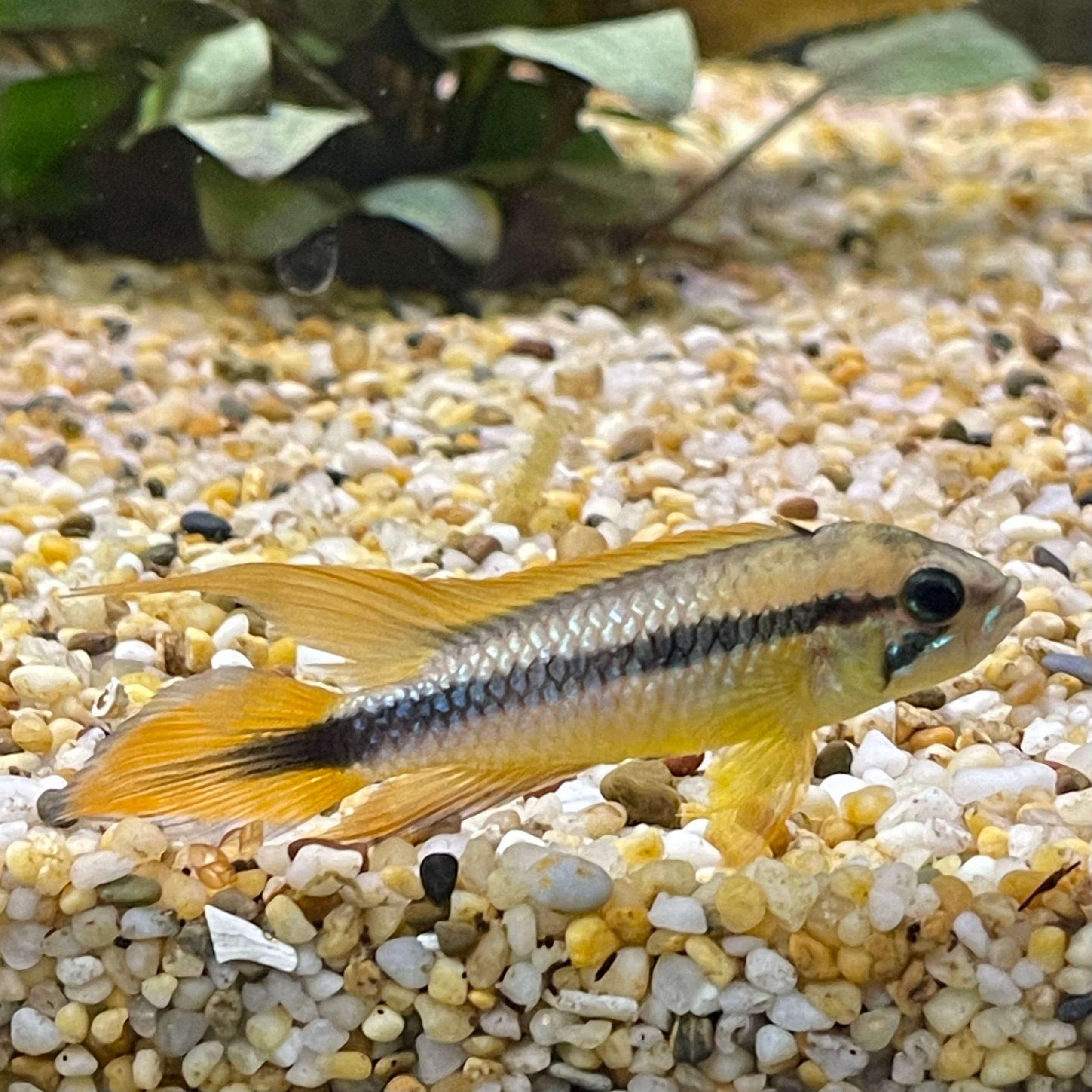 the-fish-farm American Cichlid Apistogramma Agassizii - Double Red American Cichlid 3-4cm Apistogramma Agassizii Double Red American Cichlid  - The Fish Farm