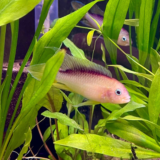 the-fish-farm American Cichlid Apistogramma Agassizii "Gold" American Cichlid 4-5cm Buy Apistogramma Agassizii Gold American Cichlid  - The Fish Farm