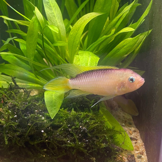 the-fish-farm American Cichlid Apistogramma Agassizii "Gold" American Cichlid 4-5cm Buy Apistogramma Agassizii Gold American Cichlid  - The Fish Farm