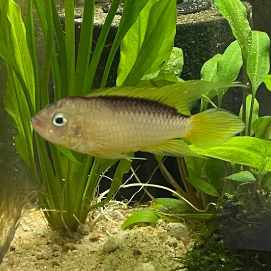 the-fish-farm American Cichlid Apistogramma Agassizii "Gold" American Cichlid 4-5cm Buy Apistogramma Agassizii Gold American Cichlid  - The Fish Farm